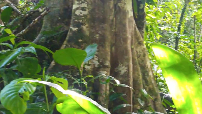 Jungle path